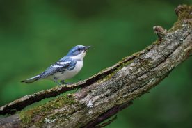 Cerulean warblers seem to have a preference for old forests.
