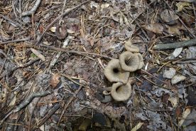 Black trumpets often grow in small colonies.