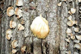 Lion's Mane growing on an oak tree