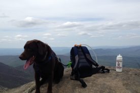 Griz waiting for me to unpack lunch