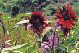 Forgiving Sunflower