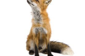 249ec682-d2e6-11e8-aad6-120e7ad5cf50-AdobeStock_9718615