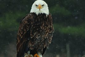 24a2d7ba-37b9-11e6-88e4-129cbb969ec3-SavingAmerica_sBird