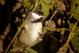 24c0f522-49b9-11ea-97c0-1244d5f7c7c6-Chickadee_1_-_photo_by_Mike_Blevins