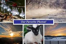 260e17b0-c981-11e4-a98d-22000a4f82a6-Collage