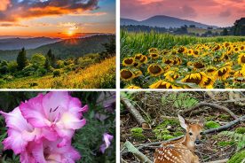 27a6c980-13f8-11e4-9f94-22000a4f82a6-Collage