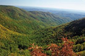 The view at Wildcat Rocks. Since a meteorological tragedy in 1916, the trees have reclaimed the slopes, creating a sea of green (and fall color).