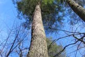 Disappearing giants. In 10 years, researcher Will Blozan has only found 29 living eastern hemlocks more than 160 feet tall.