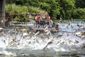 Silver carp jumping in the Fox River.
