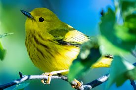 The Yellow Warbler, with its wide distribution across the continent, is also a familiar sight around water and along the edges of wooded areas. Both sexes wear the most extensive amount of yellow of all our warblers – including the tail spots.