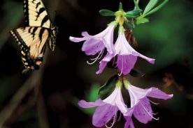 Eastern Tiger Swallowtail in flight. Adults eat the nectar of flowers from a variety of plants.