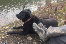 A doggie’s Christmas Day beside the waters of a full Carvins Cove.