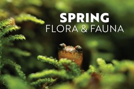 A salamander playing hide-and-go-seek in the mossy forests of Great Smoky Mountains National Park.