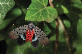 The invasive spotted lanternfly has moved into some Blue Ridge region states.