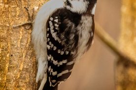 Downy Woodpecker, female