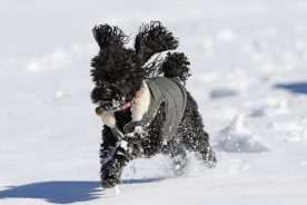Skittles was my beloved therapy dog, bringing joy or comfort to whomever met her. She visited Hospice, the local hospital, nursing homes, and a summer camp for sick children. She died this past May.