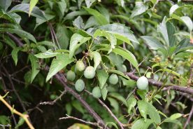 The Allegheny plum is not a common native tree in our region but is worth knowing.