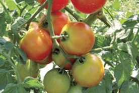 Tomato Plants