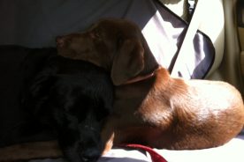 Chiens fatigués in the car after their stream walk.