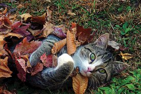 Full ownership involves playthings real and natural, and planting catnip.