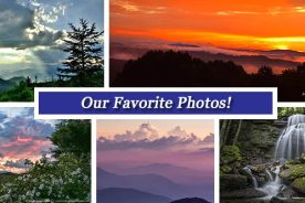 348e48ae-28ef-11e6-9eb7-0a2c6093033d-fb_collage_june_3