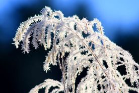 Hoarfrost is part of the early morning at Cades Cove in Great Smoky Mountains National Park. Says Roger Canada of the shot: “The light illuminating this grass initially caught my eye. Upon closer view I positioned my camera to emphasize the blue of the morning sky to contrast with the brilliant white rime ice.”