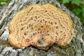Dryad’s Saddle found growing in Monroe County, West Virginia