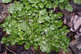 Watercress growing wild in one of the author’s springs.