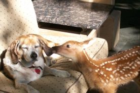 Mimi had a knack for fitting in with everyone she met – from humans to the dogs who lived with Cheryl and Dennis Moretz at the Linville Ridge community.