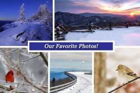 3817c126-b87f-11e4-82b3-22000a4f82a6-BRC-Fbook-Photos-Template