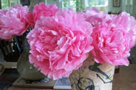 Peonies