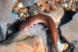 393e1f28-e9d1-11ed-ac01-12163087a831-TN-Cave-Salamander-Upper-Section