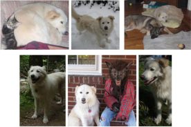 Fluff the missing dog