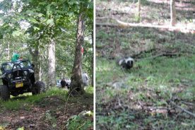 Left: Jeeps and peeps atop Potts Mountain. Right: Blurry skunk near the bottom of Potts Mountain.