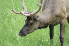 Native elk disappeared in Virginia in the mid-19th century. State officials are considering repopulating southwest Virginia with Rocky Mountain elk.