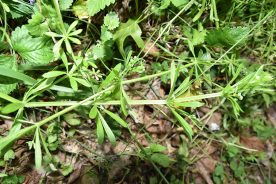 Cleavers growing in the author’s backyard.