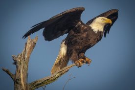 3ea8cd8e-dd22-11ed-85c2-12163087a831-Bald-Eagle-10-Mike-Blevins