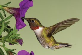 A loud humming sound is heard. The sound is close to that of a bumblebee but much deeper and stronger.  Nearby, a tiny green bird is darting in an erratic manner from flower to flower. Stopping, backing up, moving side to side, the ruby-throated hummingbird finally stops and hovers near a petunia, before injecting his long tongue into the flower.  In only a brief time, he laps up the nectar by using what amounts to a micro-pump tongue. He then retracts his tongue into a special groove, which wraps the tongue around his skull.