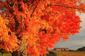 Mountainside and countryside meet with stunning color in the Virginia’s Highland County.