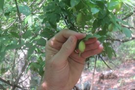 Fruit of the piratebush, one of the rarest shrubs in the Eastern mountains.
