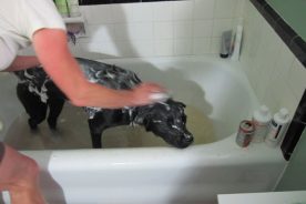 Well, you bad dog, was the skunk encounter worth it?