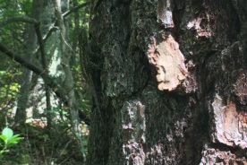 A little lizard climbs a tree near Wilson Creek (he’s too smart to get into the sun; he’s there on the left).