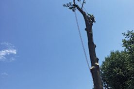 4648abde-f029-11e9-948f-12f1225286c6-FromtheEd-TulipPoplar