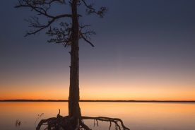 This shot of South Carolina’s Lake Hartwell was taken off of S.C. 29 near Singing Pines Recreation Area. Photographer Bryan Powell “came to this spot for the sunset and stayed for the blue hour.”