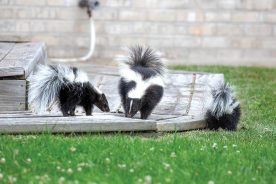 4886eaea-f043-11e9-88b5-12f1225286c6-Creature-Skunk