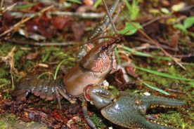 The rare Hazel Creek Crayfish was discovered in Great Smoky Mountains National Park by scientists working on the All Taxa Biodiversity Inventory, now in its 15th year.