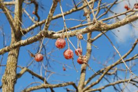 497c049c-1d21-11eb-b619-1244d5f7c7c6-1._Wild_native_persimmons