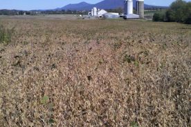 Massanutten Peak and a Shenandoah Valley farm between Harrisonburg and Weyers Cave, Va.