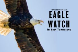 A bald eagle soars over the Holston River in Hawkins County, Tennessee while taking a break from incubating its eggs.