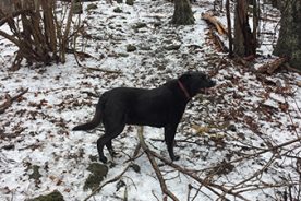 Flat Top 3/2/19: As the day warmed toward the summit, ice on tree limbs from the night before accumulated on the ground.